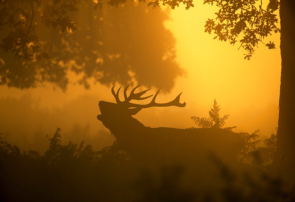 Red deer (Cervus elaphus), stag calling at dawn, autumn, United Kingdom, Europe