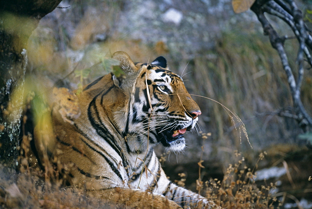 Bengal tiger (Panthera tigris), female, Bandavgarh (Bandhavgarh) National Park, Madhya Pradesh, India, Asia