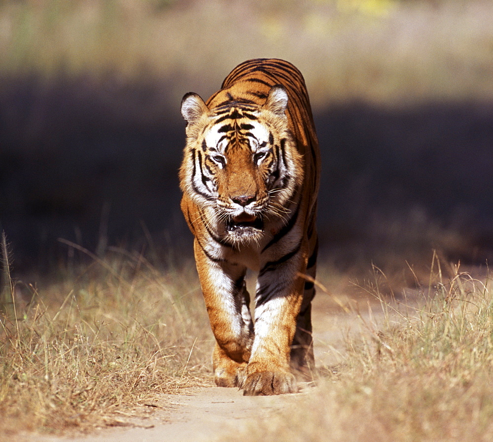 Male Bengal tiger (Panthera tigris), Bandavgarh National Park, Madhya Pradesh, India, Asia