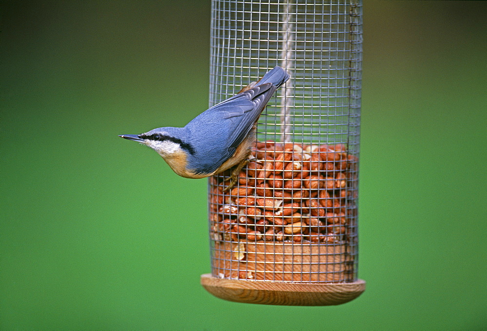 Nuthatch (Sitta europea), on garden nut feeder in winter, Kent, England, United Kingdom, Europe