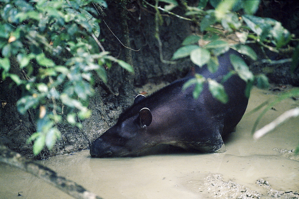 Tapir at clay lick, Manu, Amazonia, Peru, South America