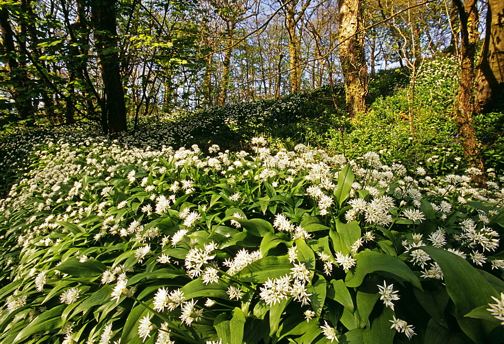 Ramsons (wild garlic) in spring, Stackpole Woods, Pembrokeshire, Wales, United Kingdom, Europe