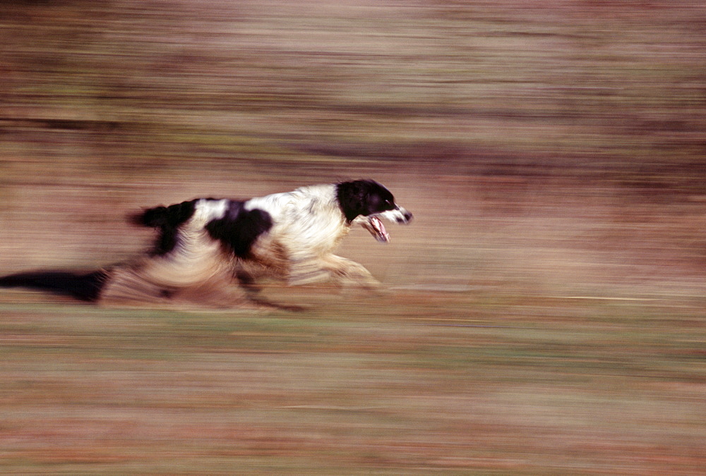 Springer spaniel running