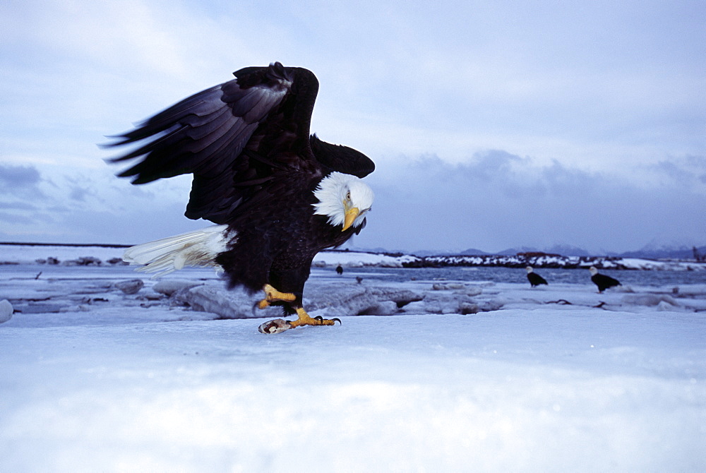 Bald eagle (Haliaetus leucocephalus), Homer, Alaska, United States of America, North America