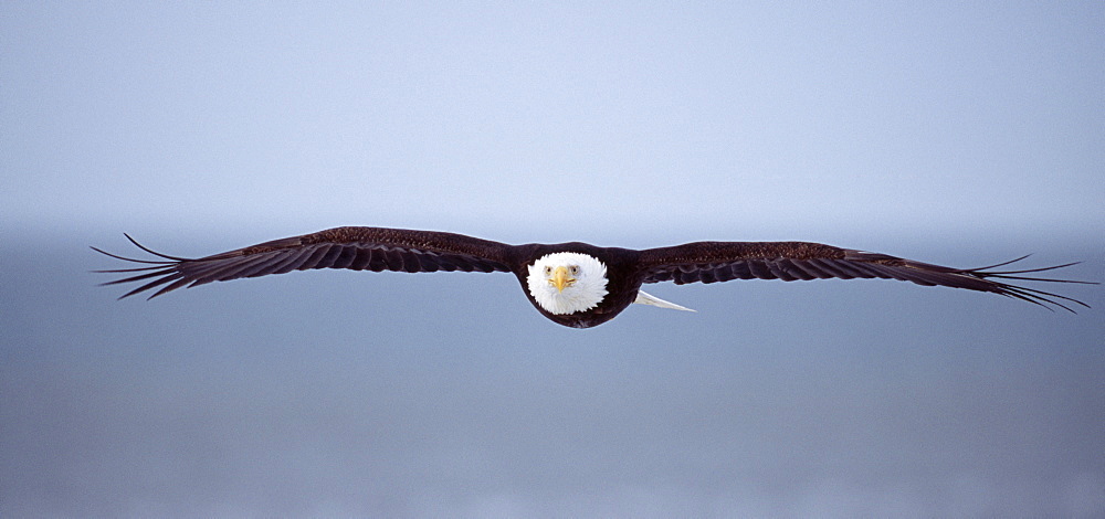 Bald eagle (Haliaetus leucocephalus), Homer, Alaska, United States of America, North America