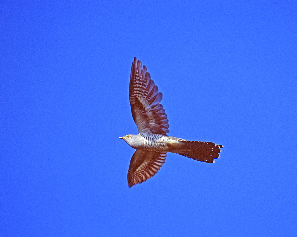 Cuckoo (Cuculus canorus) in spring, England, United Kingdom, Europe