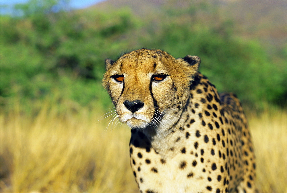 Cheetah, Namibia, Africa