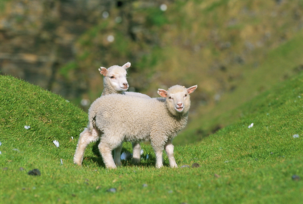 Two lambs in June, Shetland Islands, Scotland, UK, Europe