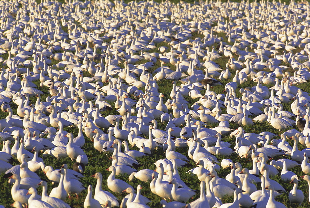 Snow geese in winter, Bosque del Apache, New Mexico, USA, North America