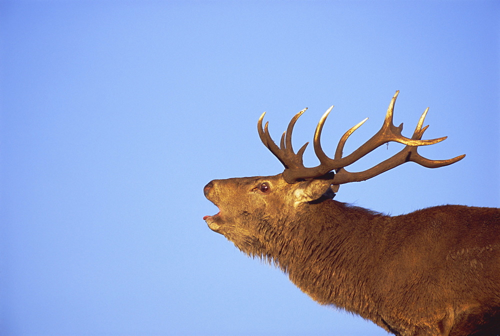 Red deer stag, Highlands, Scotland, UK, Europe