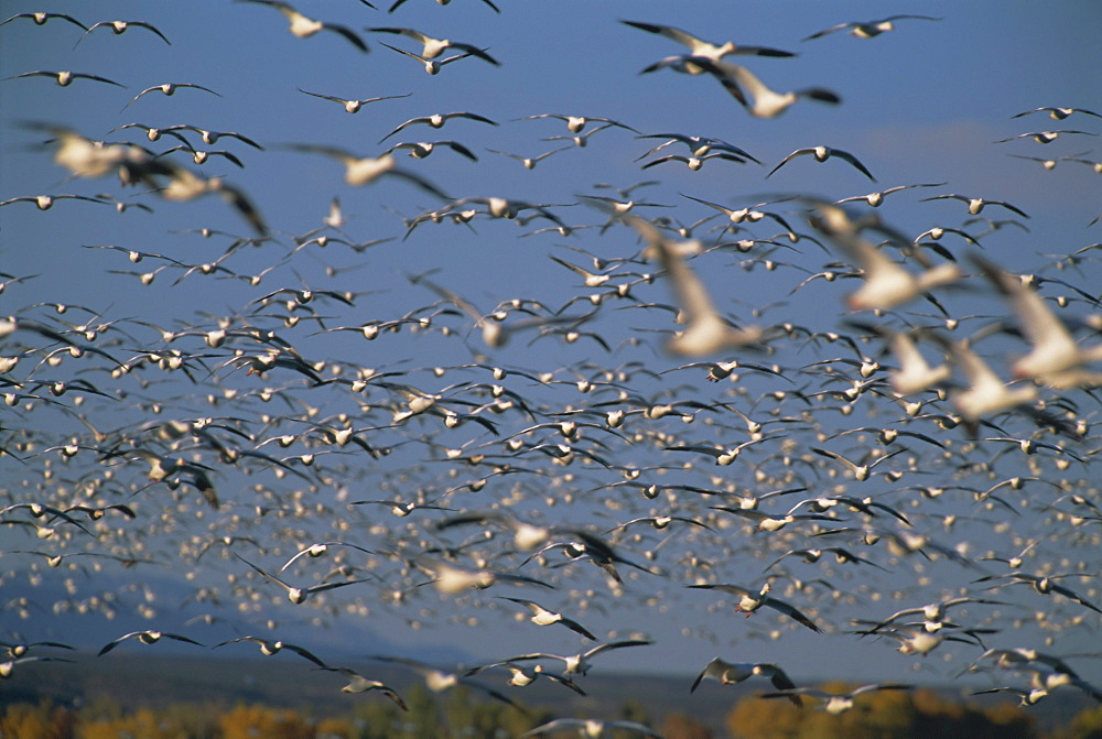 Snow geese in winter, Bosque del Apache, New Mexico, USA, North America