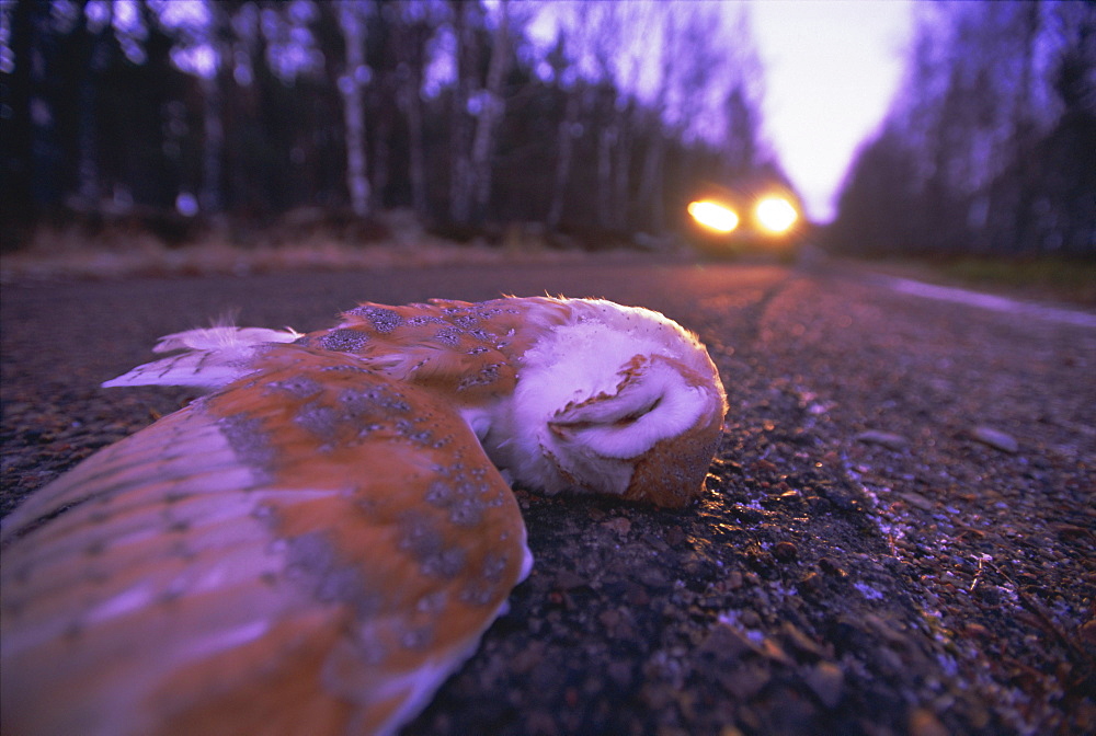 Road casualty, dead barn owl on road in winter, Scotland, UK, Europe