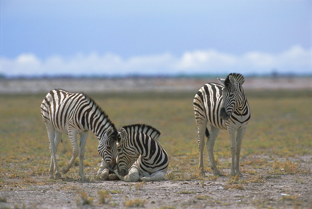 Plains zebras, Etosha National Park, Namibia, Africa