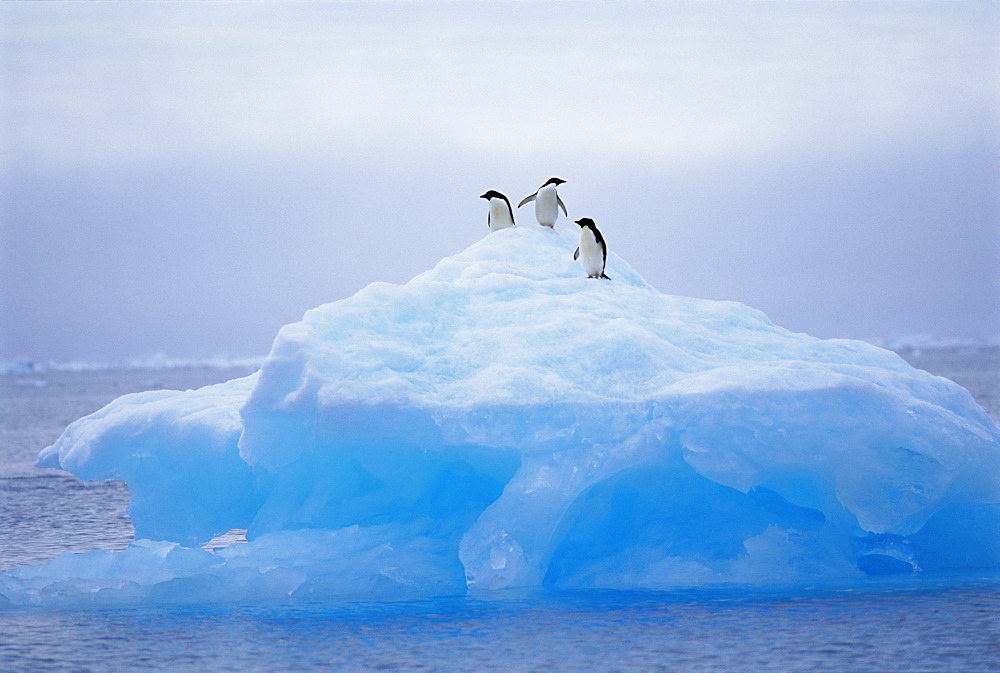 Adelie penguins on iceberg, Paulet Island, Antarctica, Polar Regions