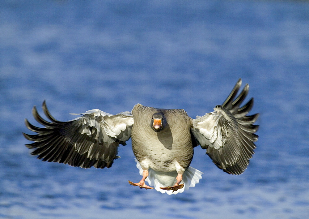 Greylag goose (Anser anser), coming in to land, Caerlaverock, Scotland, United Kingdom, Europe