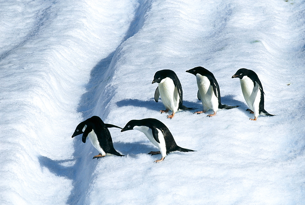 Adult adelie penguins (Pygoscelis adeliae) on iceberg off Paulet Island, Weddell Sea, Antarctica, Polar Regions