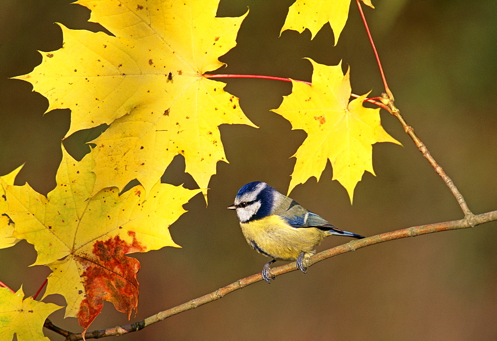 Blue tit (Parus caeruleus), among autumn leaves, United Kingdom, Europe