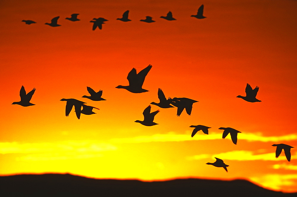 Snow geese flying out from roost to feed at dawn, Bosque del Apache, New Mexico, United States of America, North America