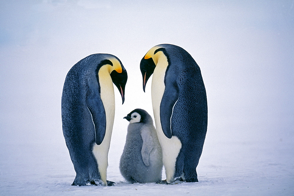 Family of emperor penguins (Aptenodytes forsteri), Weddell Sea, Antarctica, Polar Regions