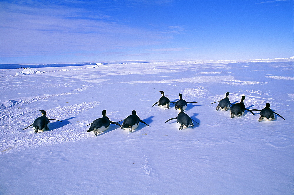 Emperor penguins (Aptenodytes forsteri), returning to colony across sea ice, Weddell Sea, Antarctica, Polar Regions