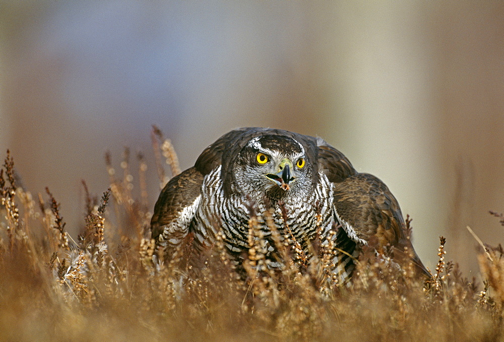 Goshawk (Accipiter gentilis), feeding on pigeon, Scotland, United Kingdom, Europe