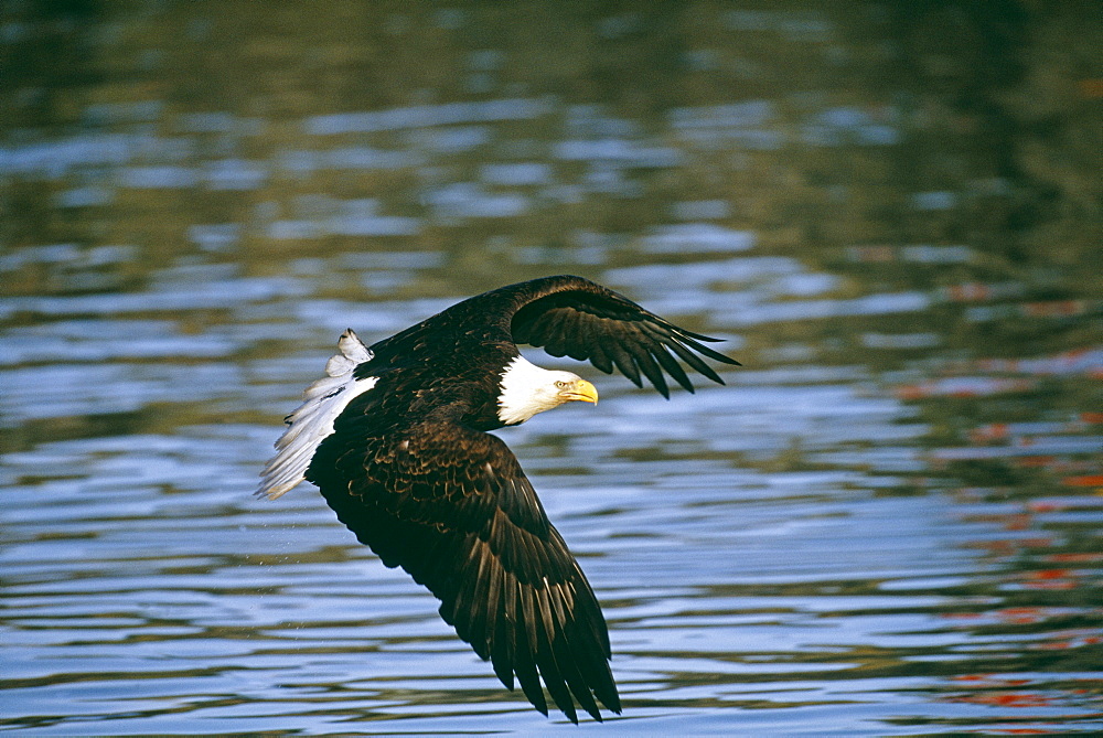 Bald eagle (Haliaetus leucocephalus), Alaska, United States of America, North America