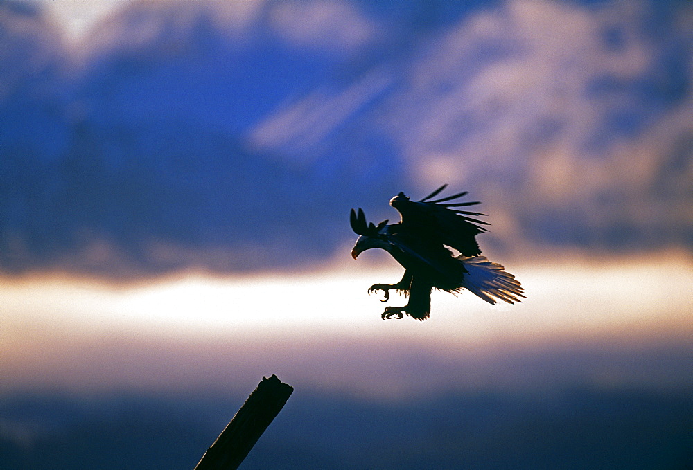 Bald eagle (Haliaetus leucocephalus), coming in to land, Kenai, Alaska, United States of America, North America