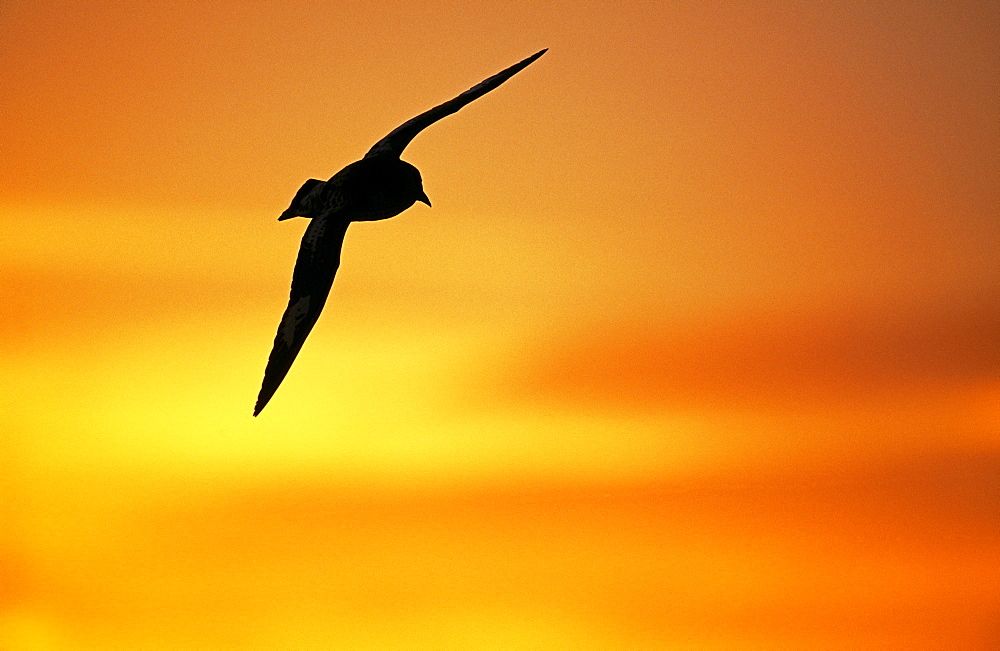 Cape petrel (Daption capense), Weddell Sea, Antarctica, Polar Regions