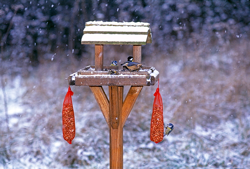 Garden birds including nuthatch and blue tits on bird table in winter, Kent, England, United Kingdom, Europe