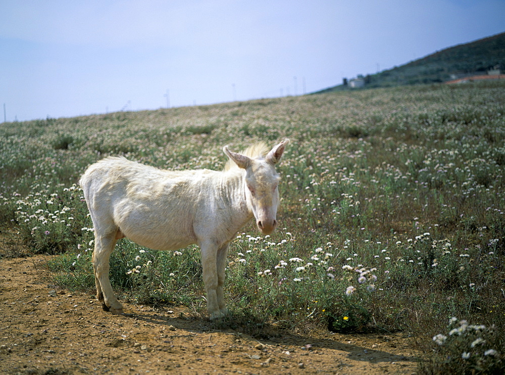 Donkey, Asinara, Sardinia, Italy, Europe