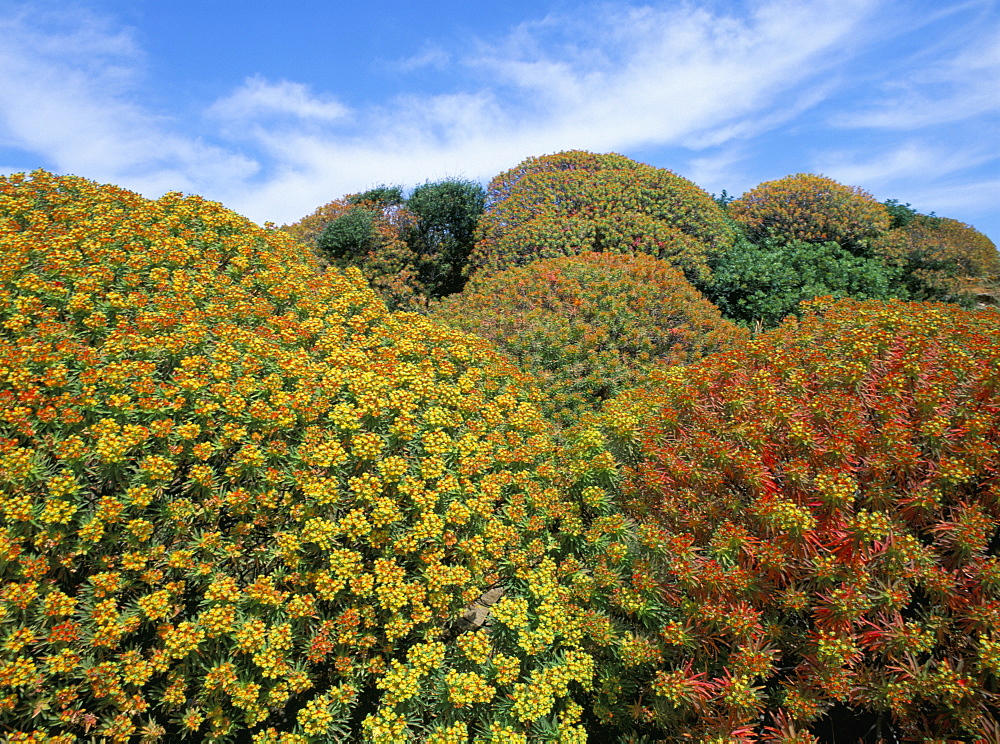 Bushes, Asinara, Sardinia, Italy, Europe