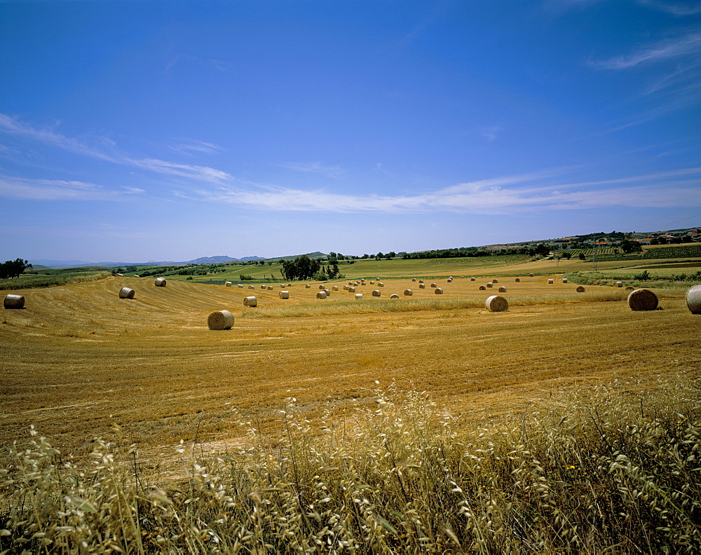 Campidano, island of Sardinia, Italy, Europe