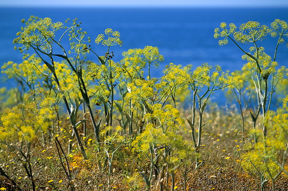 Coast, island of Sardinia, Italy, Mediterranean, Europe