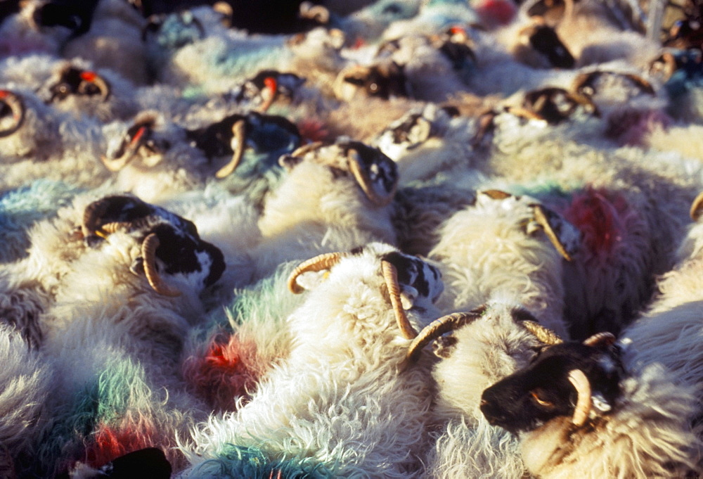 Sheep, island of Harris, Western Isles, Scotland, United Kingdom, Europe