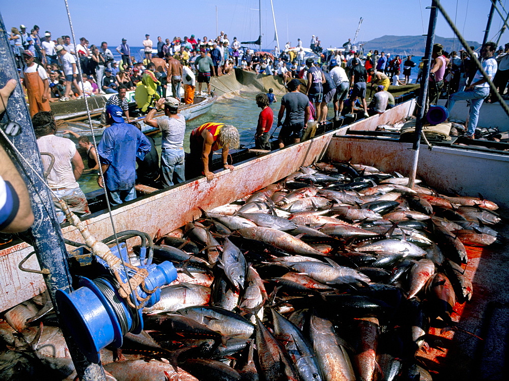 Tuna fish catch, Favignana Island, Egadi Islands, Sicily, Italy, Mediterranean, Europe