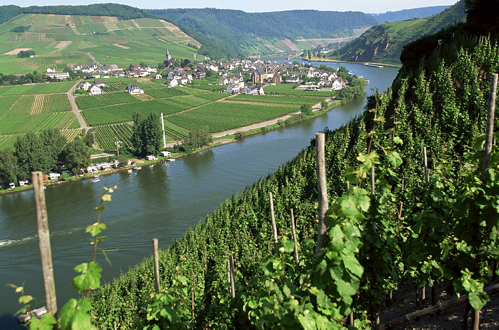 Vineyards on slopes above the Mosel River, Gravenburg, Germany, Europe