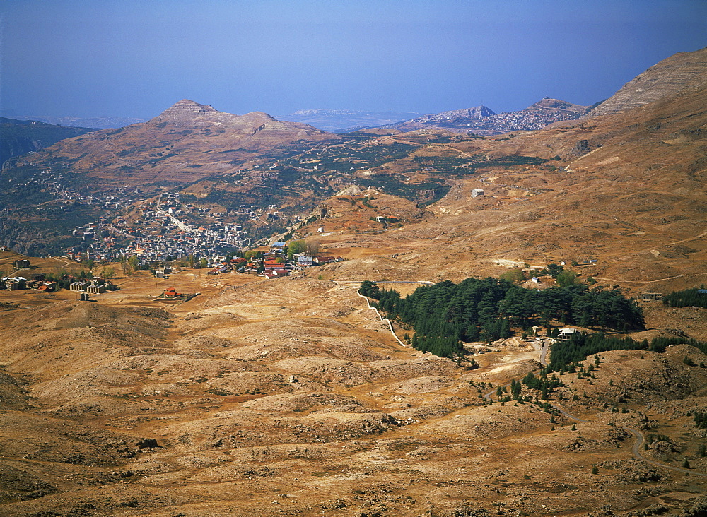 The last remaining cedars, Qadisha Valley (Ouadi Qadisha) (Holy Valley), UNESCO World Heritage Site, Lebanon, Middle East