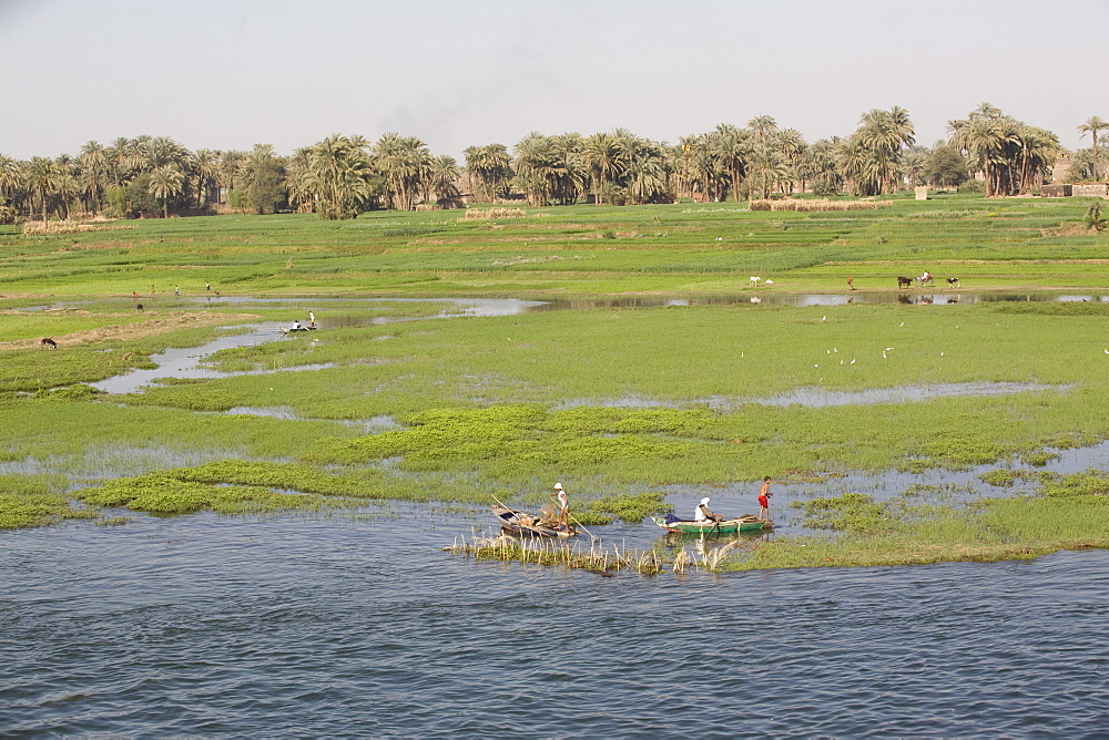 Life along the River Nile, near Aswan, Egypt, North Africa, Africa