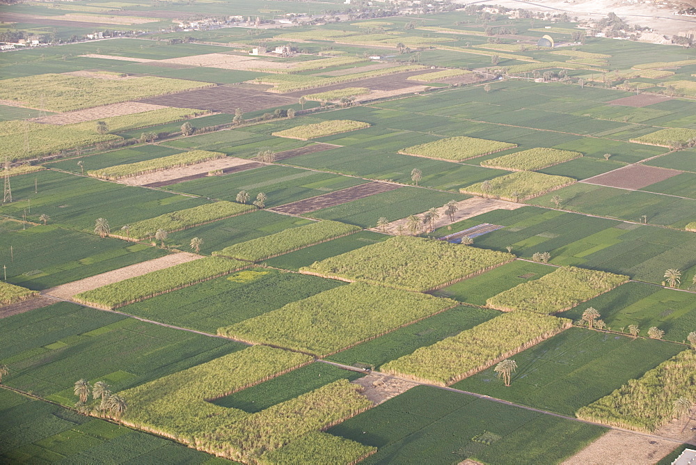 Fields along the Nile, Egypt, North Africa, Africa