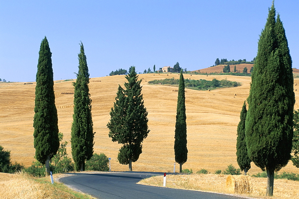 Cypress trees along rural road near Pienza, Val d'Orcia, Siena province, Tuscany, Italy, Europe