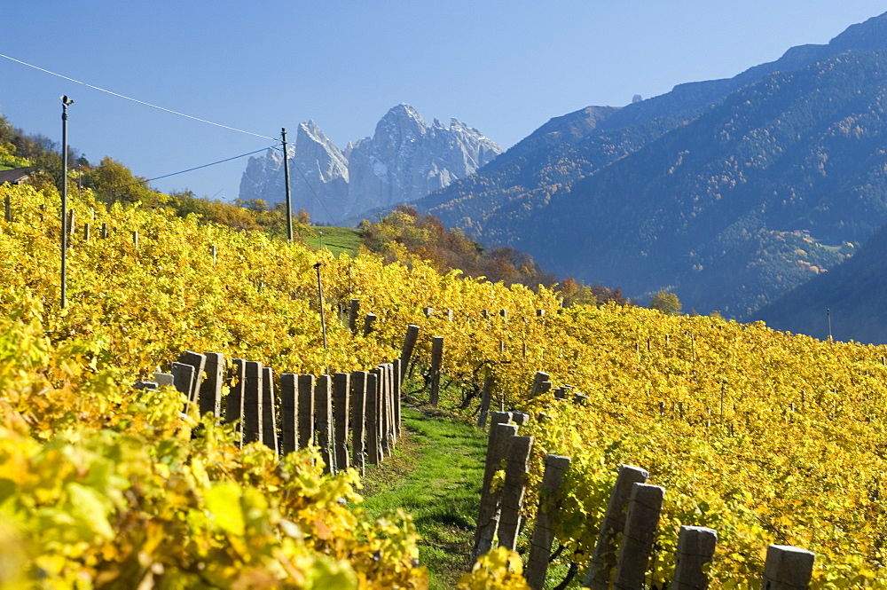 Vineyards, Val di Funes, Dolomites, Bolzano province, Trentino-Alto Adige, Italy, Europe