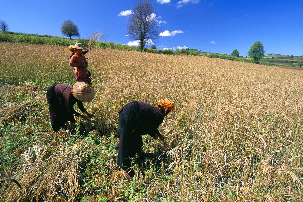 Pa-O women working in fields, road to Pindaya, Shan State, Myanmar (Burma), Asia