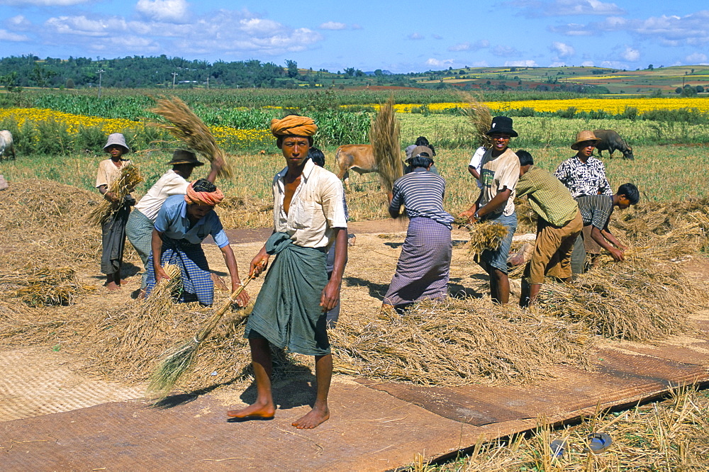 Farm workers, road to Pindaya, Shan State, Myanmar (Burma), Asia