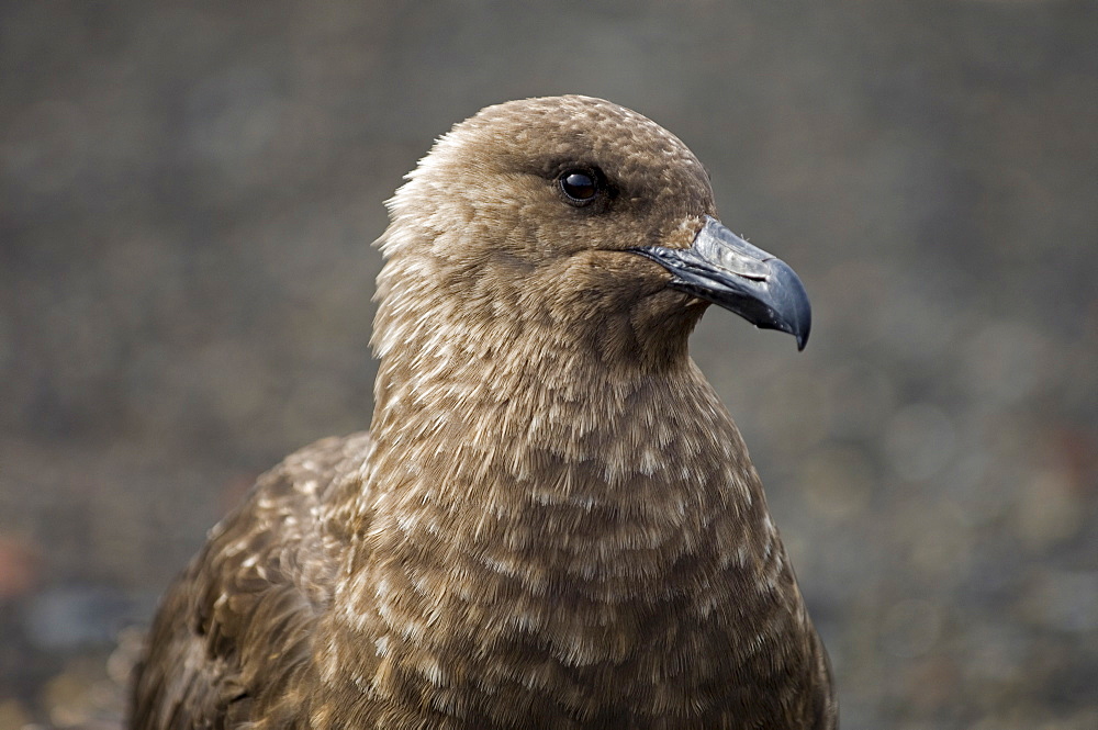 South Polar skua (Stercorarius maccormicki), Telephone Bay, Deception Island, South Shetland Islands, Antarctica, Polar Regions