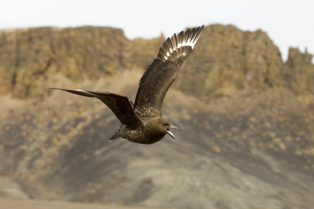 South Polar skua (Stercorarius maccormicki), Telephone Bay, Deception Island, South Shetland Islands, Antarctica, Polar Regions