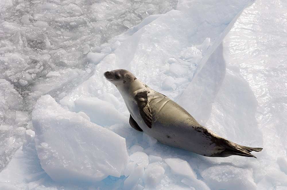 Crabeater seal (Lobodon carcinophagus), Lemaire Channel, Antarctic Peninsula, Antarctica, Polar Regions