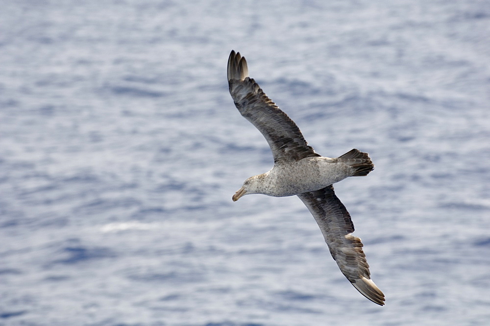 Northern giant petrel (Macronectes halli), Drake Passage, Chile, South America