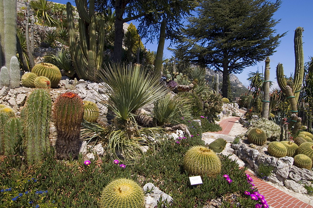 Botanic garden (Jardin Exotique), Eze village, Alpes Maritimes, Provence, Cote d'Azur, France, Europe