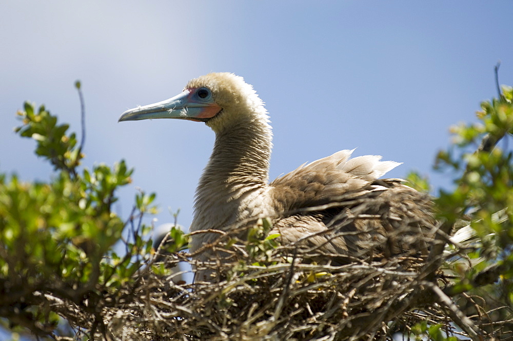 Red-footed booby, Bird Island, Tikehau, Tuamotu Archipelago, French Polynesia, Pacific Islands, Pacific