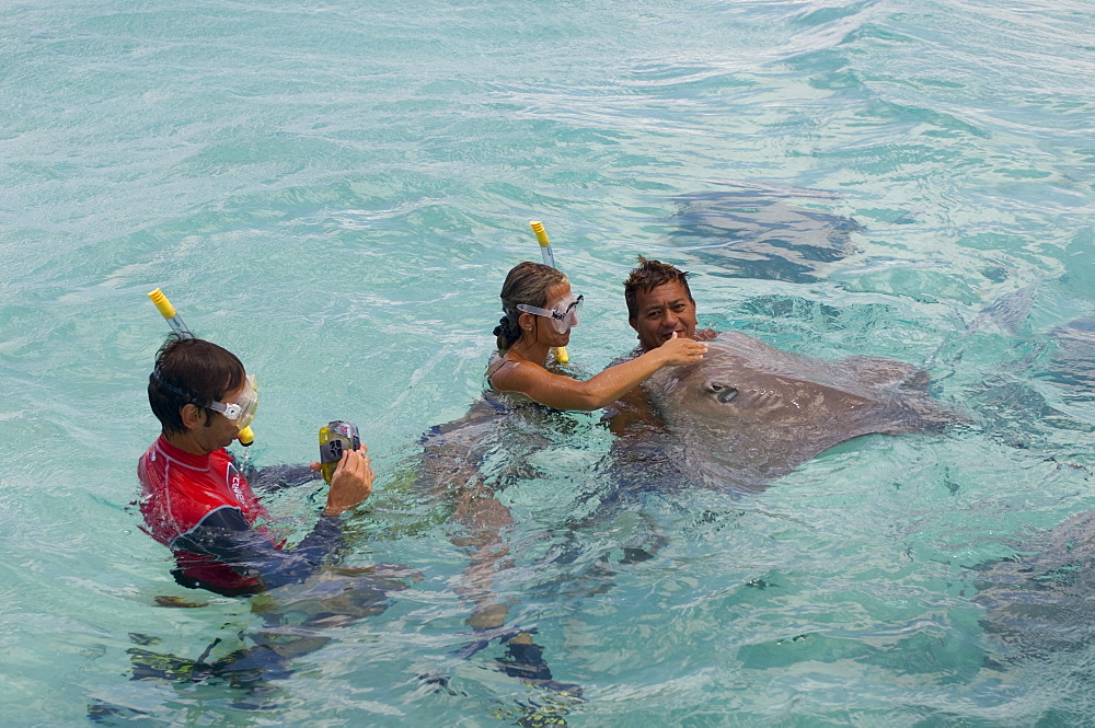 Stingray and snorkelers, Bora-Bora, Leeward group, Society Islands, French Polynesia, Pacific Islands, Pacific